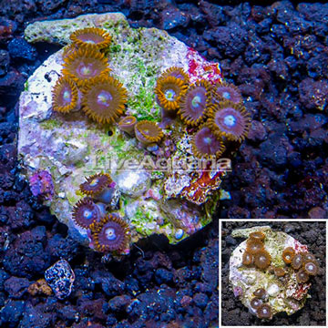 Zoanthus Coral Indonesia