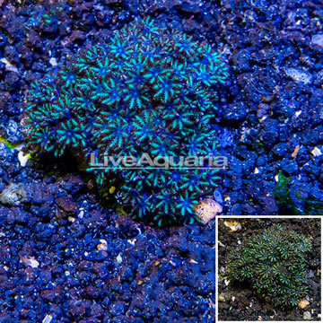 Sympodium Coral Indonesia