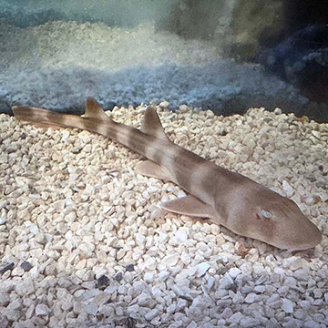 Brown Banded Bamboo Shark EXPERT ONLY