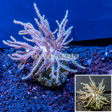 Sinularia Leather Coral Indonesia