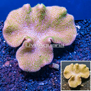 Toadstool Mushroom Leather Coral  Vietnam