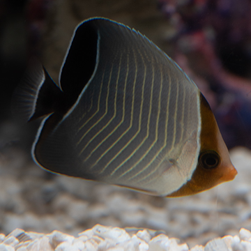 Hooded Butterflyfish EXPERT ONLY