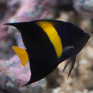 Asfur Angelfish