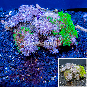 Pom Pom Xenia and Starburst Polyps Combo Rock Vietnam