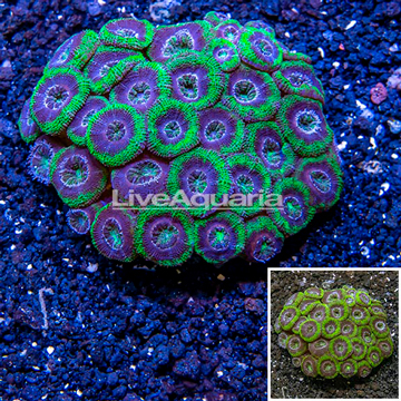 Acan Lord Coral Australia