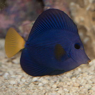 Purple Tang