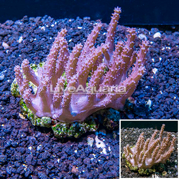 Tree Coral Indonesia