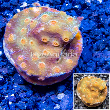 LiveAquaria® Cultured Bling Bling Cyphastrea Frag coral