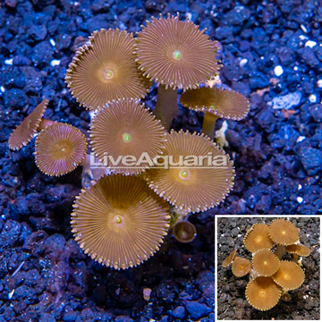 LiveAquaria® Cultured Protopalythoa Polyps 