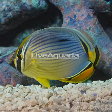 Melon Butterflyfish