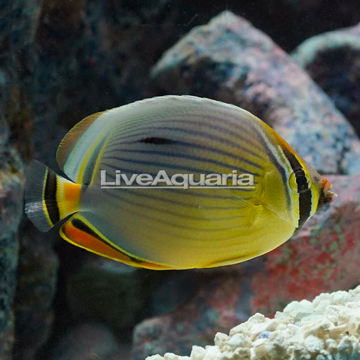 Melon Butterflyfish