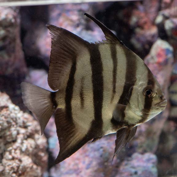 Atlantic Spadefish