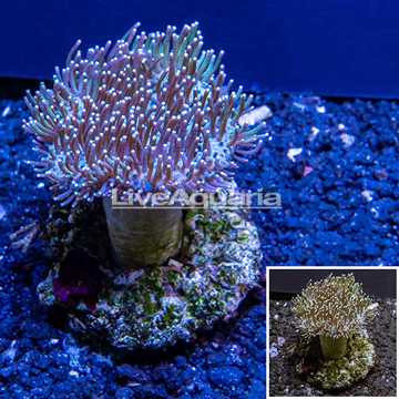 Toadstool Mushroom Leather Coral Indonesia