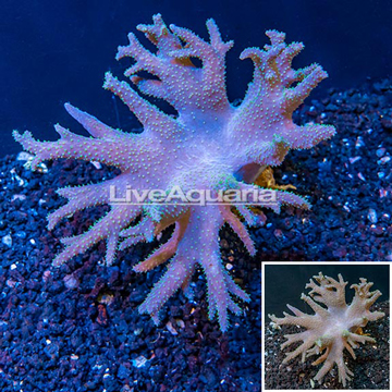 Sinularia Leather Coral Vietnam