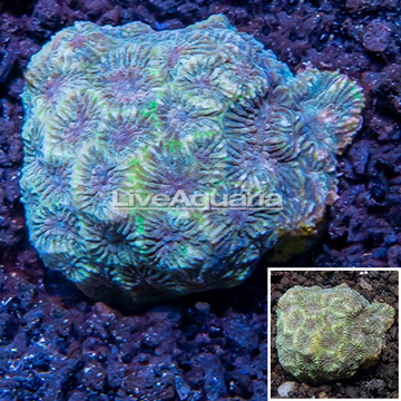 Australia Cultured Goniastrea Brain Coral