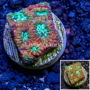 LiveAquaria® Cultured Favia Coral