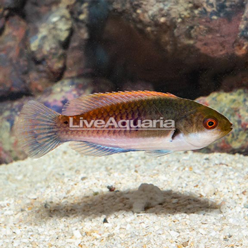 Bluehead Fairy Wrasse 