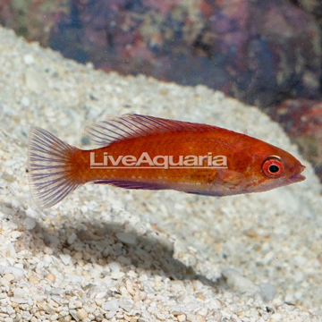 Longfin Fairy Wrasse