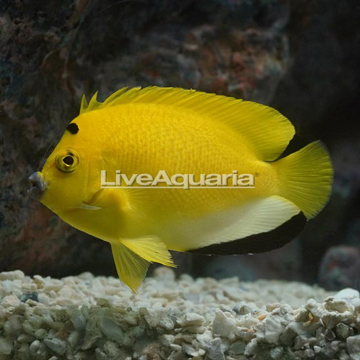 Flagfin Angelfish