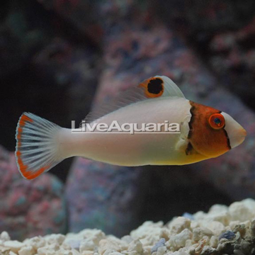 Bicolor Parrotfish