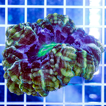 Cynarina Button Coral Indonesia
