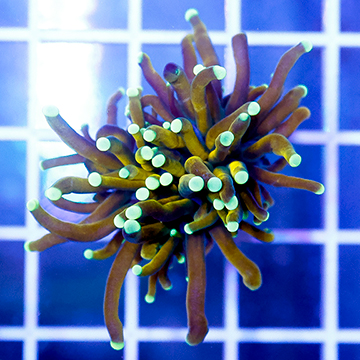 Torch Coral