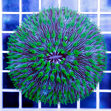 Short Tentacle Plate Coral