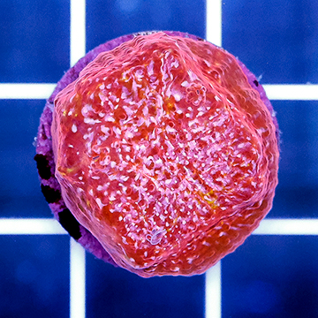 USA Cultured Chalice Coral