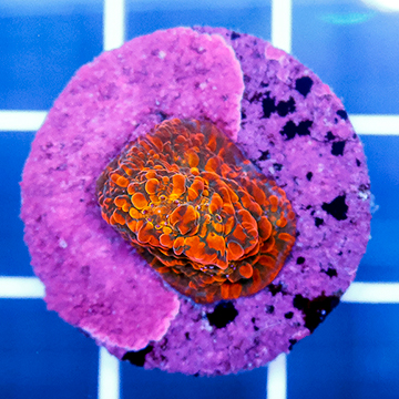 USA Cultured Chalice Coral