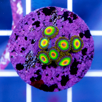 USA Cultured Zoanthus Coral