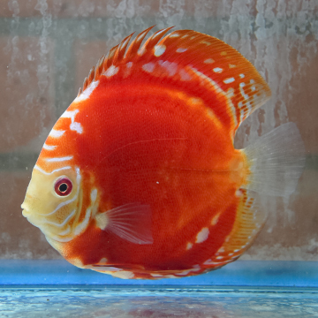 Red Panda Pigeon Discus