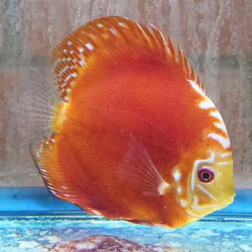Red Panda Pigeon Discus