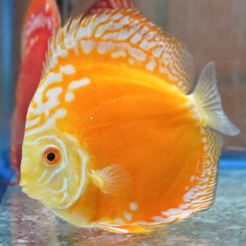 Yellow Panda Pigeon Discus