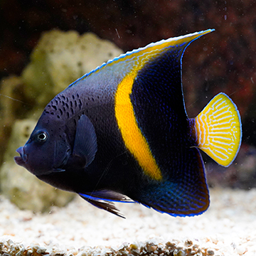 Maculosus Angelfish