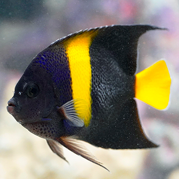 Asfur Angelfish