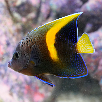 Maculosus Angelfish