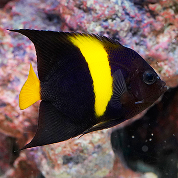 Asfur Angelfish