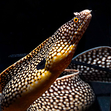 West African Dragon Moray Eel
