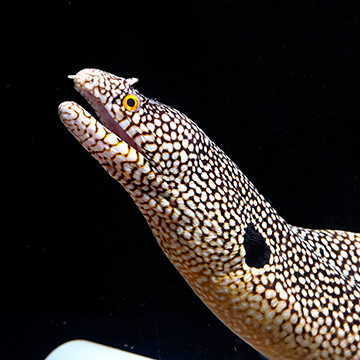 West African Dragon Moray Eel