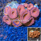 Acan Lord Coral Australia (click for more detail)