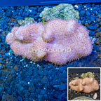 Toadstool Mushroom Leather Coral  Vietnam (click for more detail)