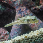 Narrow-Lined Puffer (click for more detail)