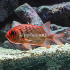 Big Eye Black Bar Soldierfish (click for more detail)