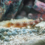 Orange Spotted Goby (click for more detail)