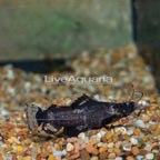 Bumblebee Catfish  (click for more detail)