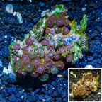 Zoanthus Coral Vietnam (click for more detail)