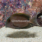 Striated Bristletooth Tang (click for more detail)