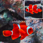 Maroon Clownfish (click for more detail)