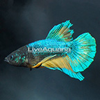 Yellow Fancy Plakat Betta, Male (click for more detail)