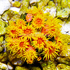 Aussie Tube Coral Orange (click for more detail)